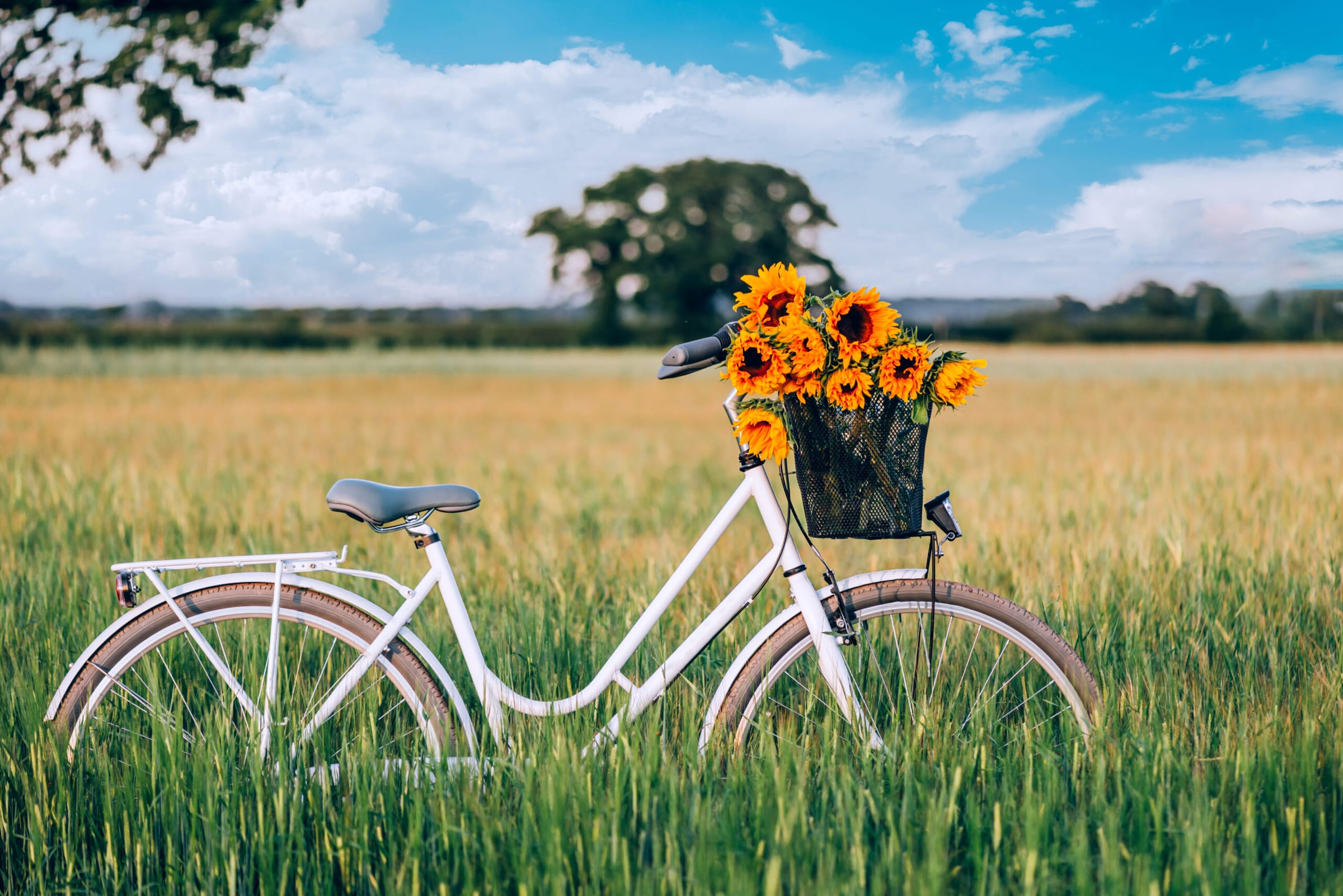 Fahrrad mit Sonnenblumen im Korb vor einem Kornfeld
