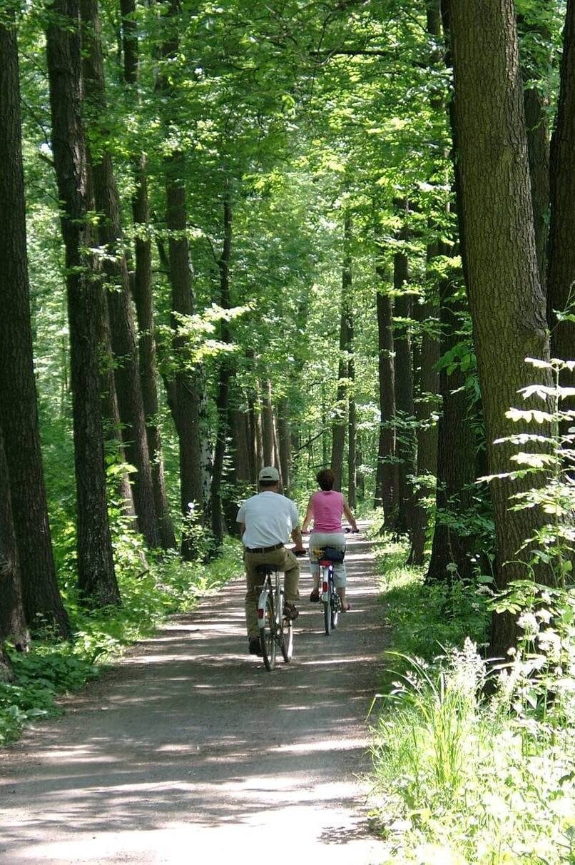 Zwei Radfahrer auf einem schattigen Waldweg im Spreewald